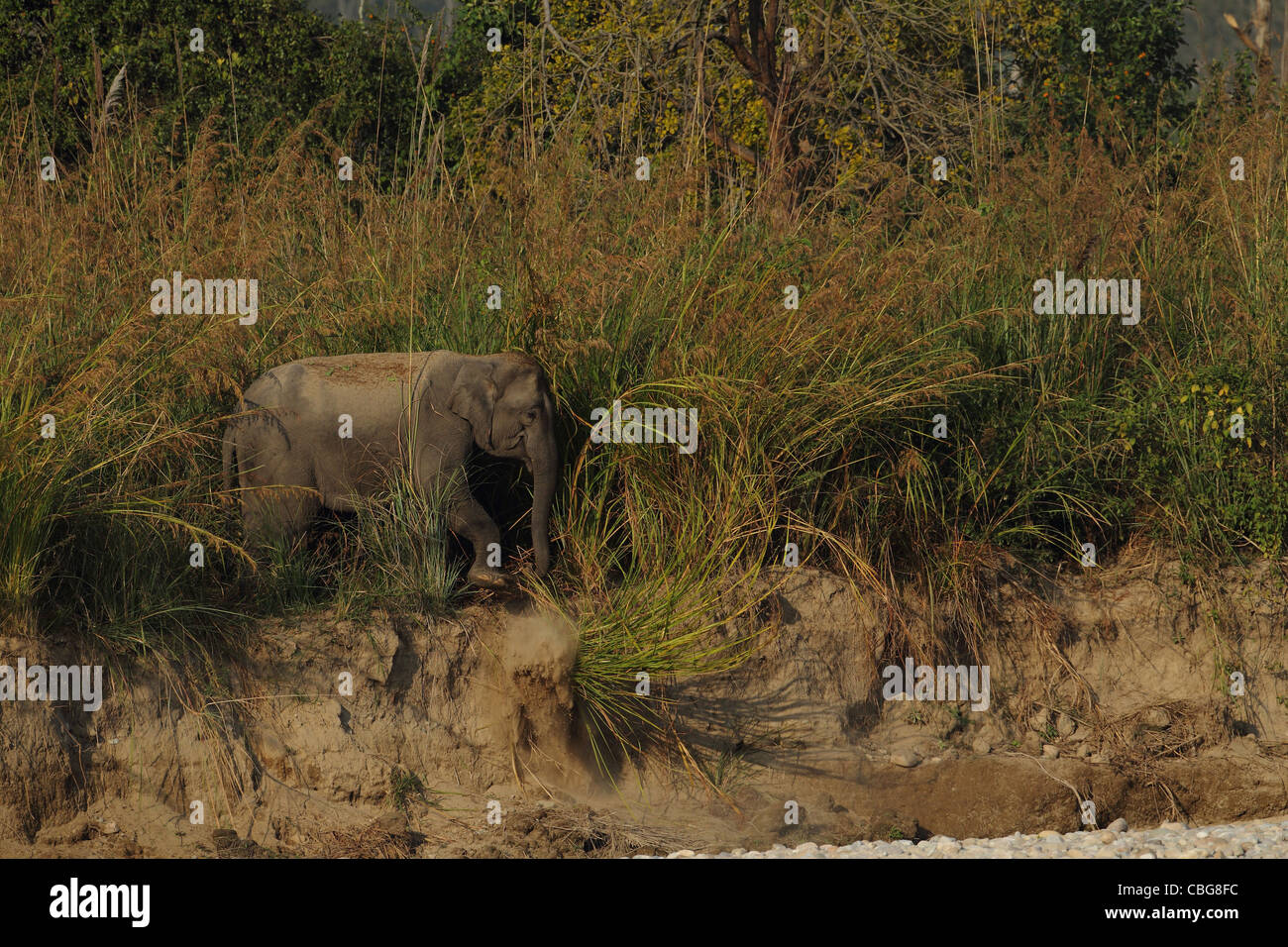 Elephant in habitat Stock Photo Alamy