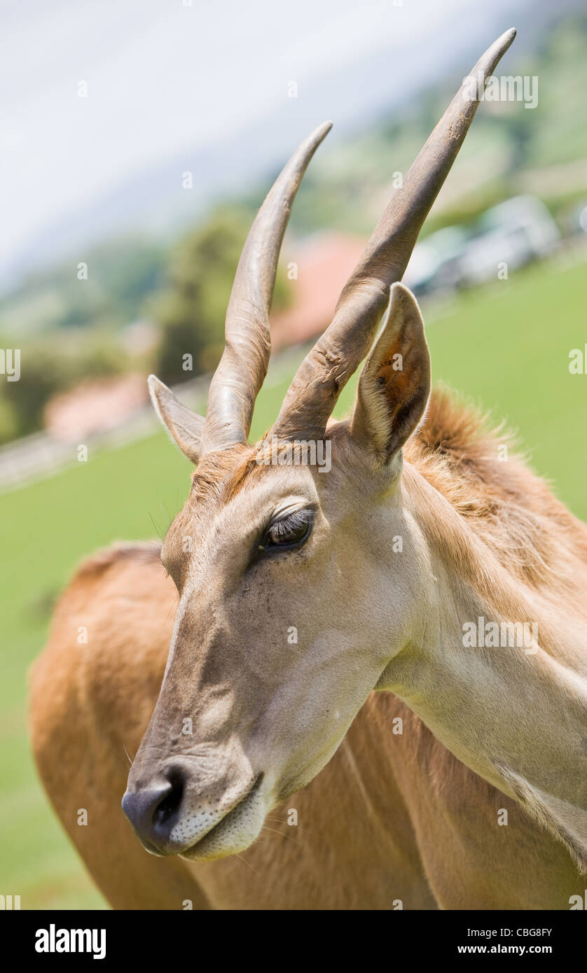 image of an antelope in a zoo in Cantabria Stock Photo