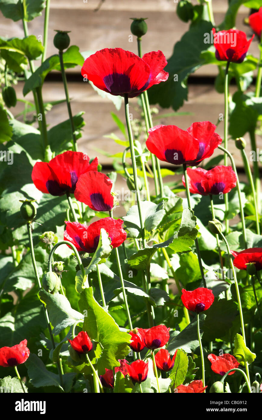 Riot Of Colour High Resolution Stock Photography and Images - Alamy