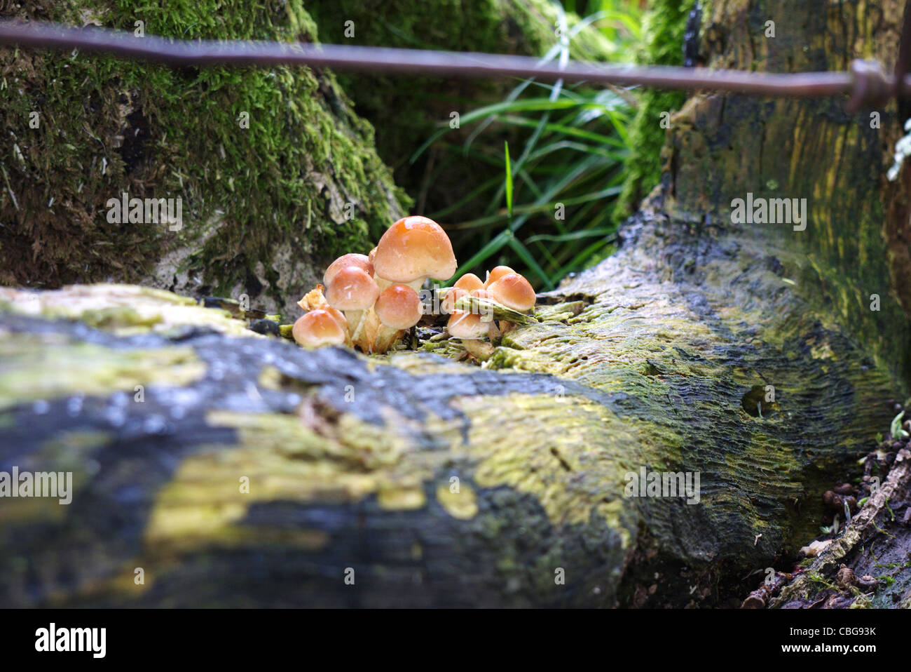 A group of birch russula toad stool nestling at the base of a the tree. Stock Photo