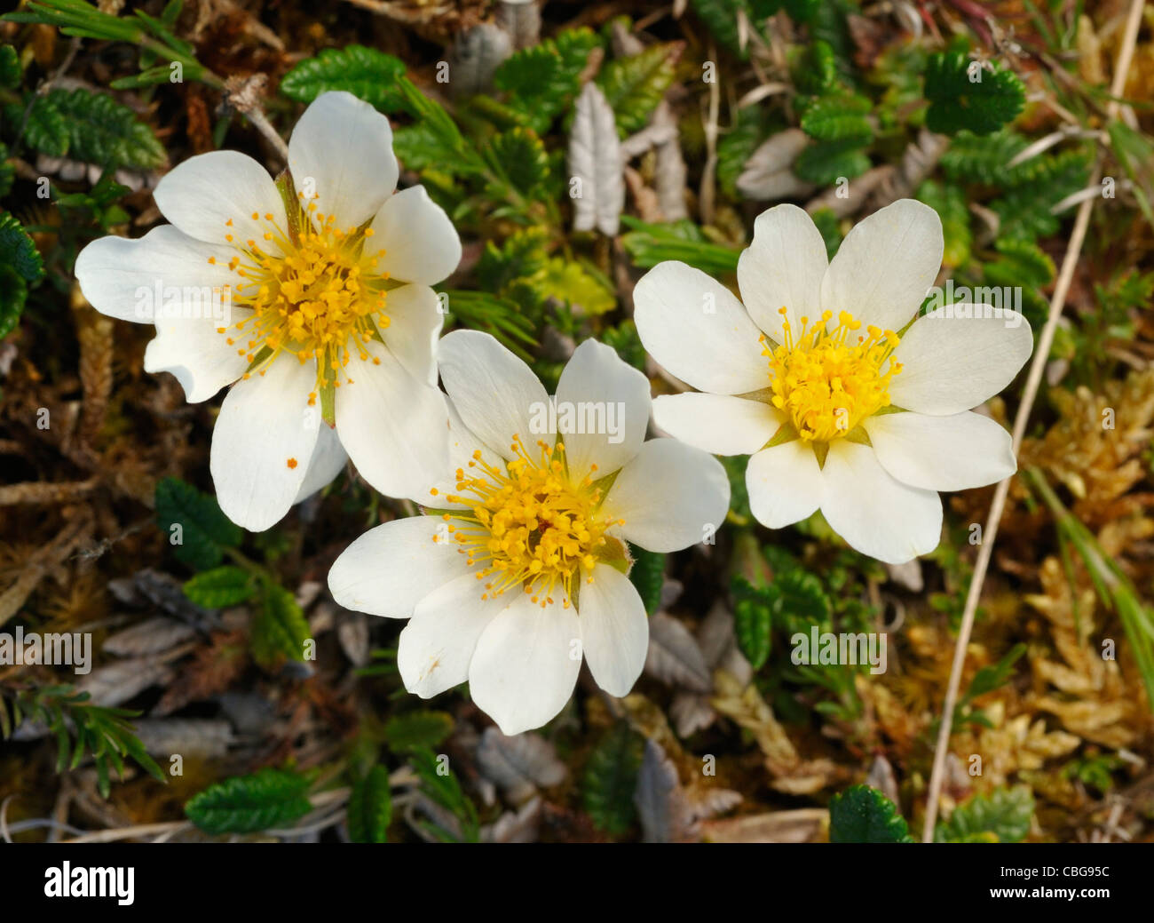 Mountain Avens - Dryas octopetala, growing on The Burren Stock Photo ...