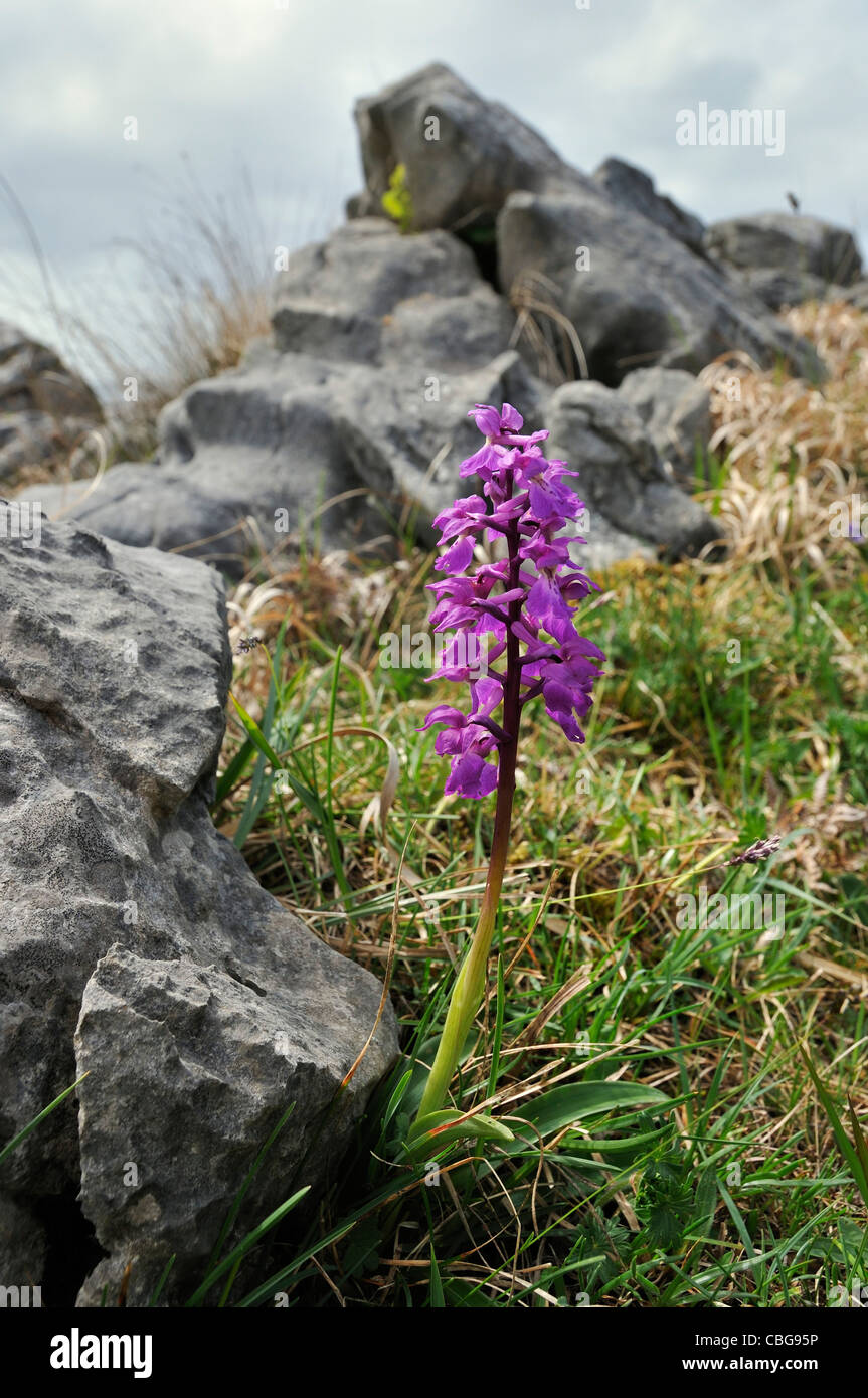 Early Purple Orchid - Orchis mascula, against Burren Limestone Rocks Stock Photo