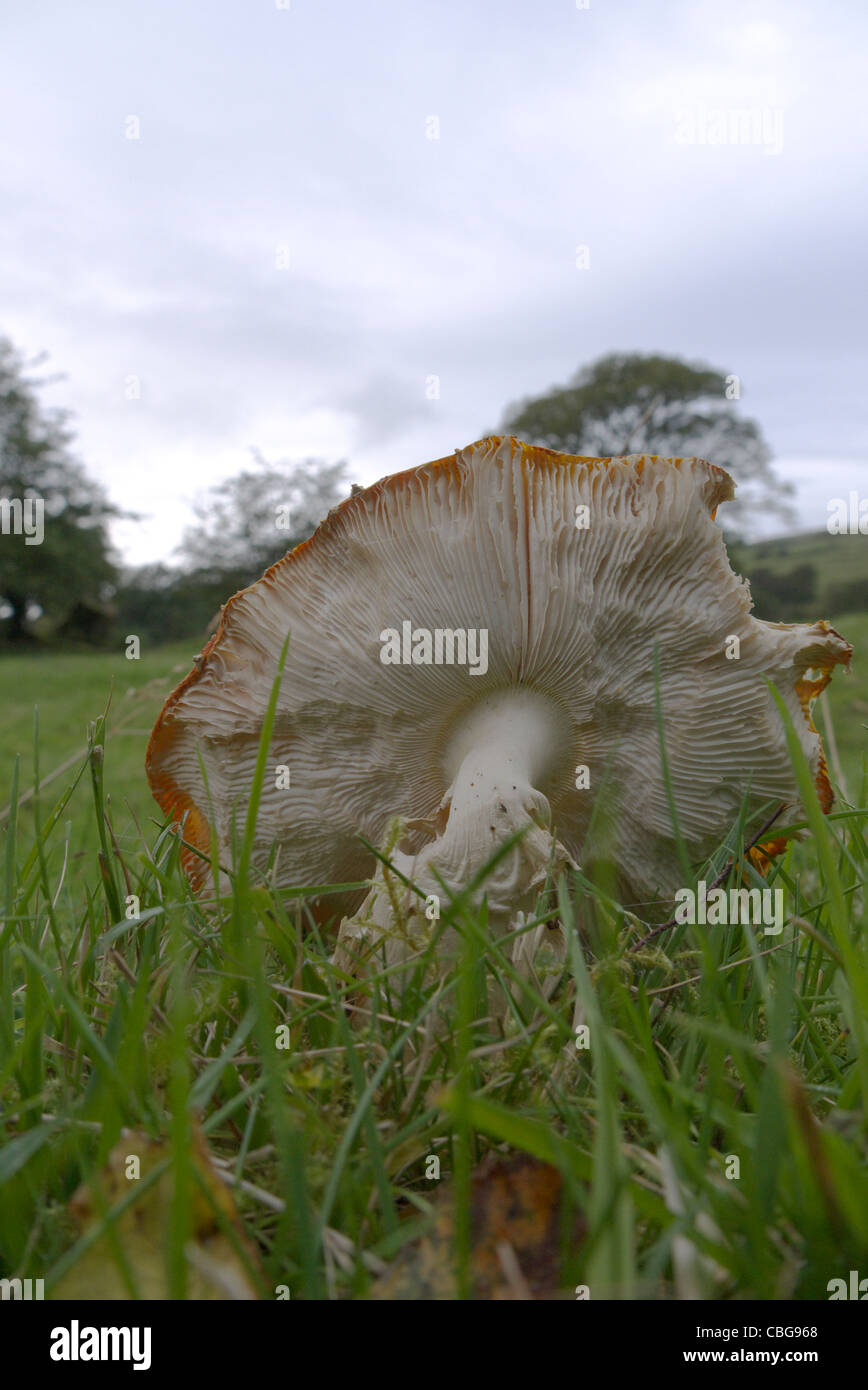 A fallen mushroom by a footpath in a lake district field on a dull wet day. Stock Photo
