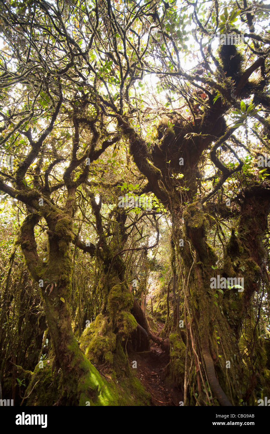 Trees and vines in a forest Stock Photo Alamy