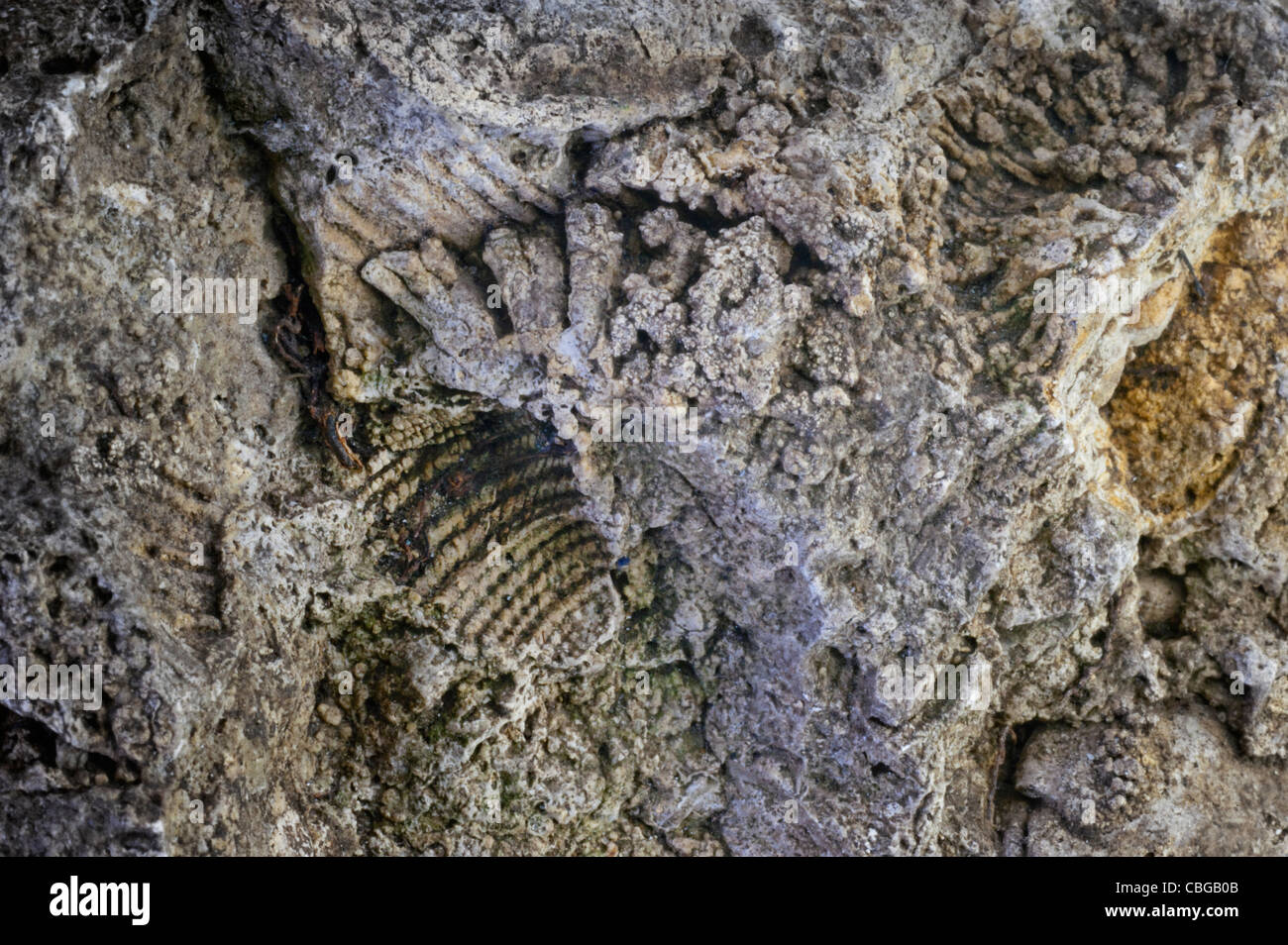 Fossils of small sponges and other organisms embedded in a piece of Gault Clay Stock Photo