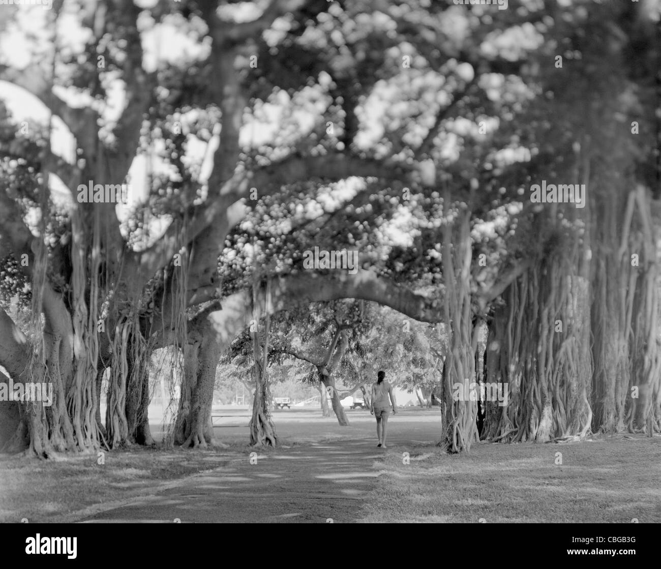 Banyan forest Black and White Stock Photos & Images Alamy