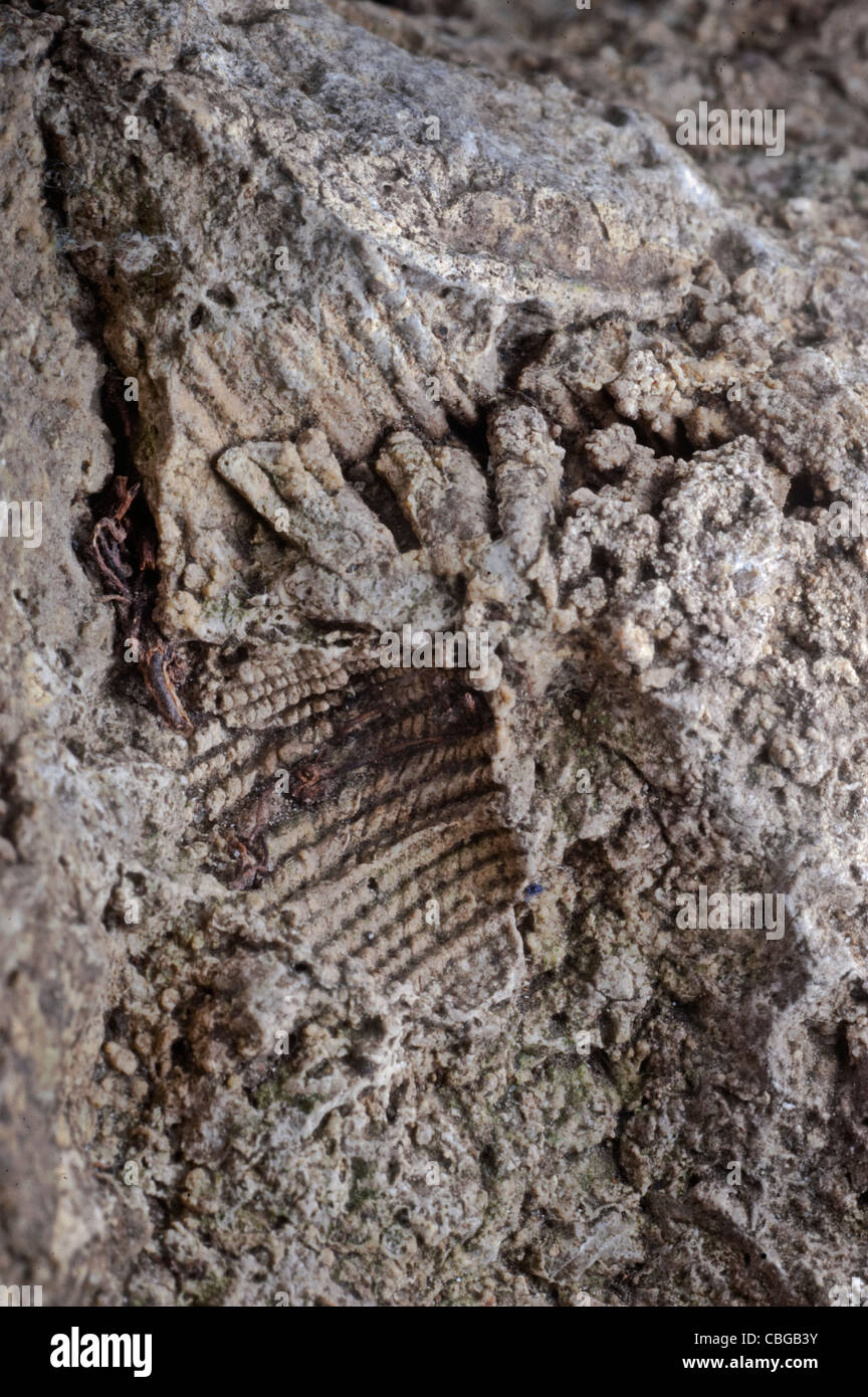 Fossil sponge hi-res stock photography and images - Alamy