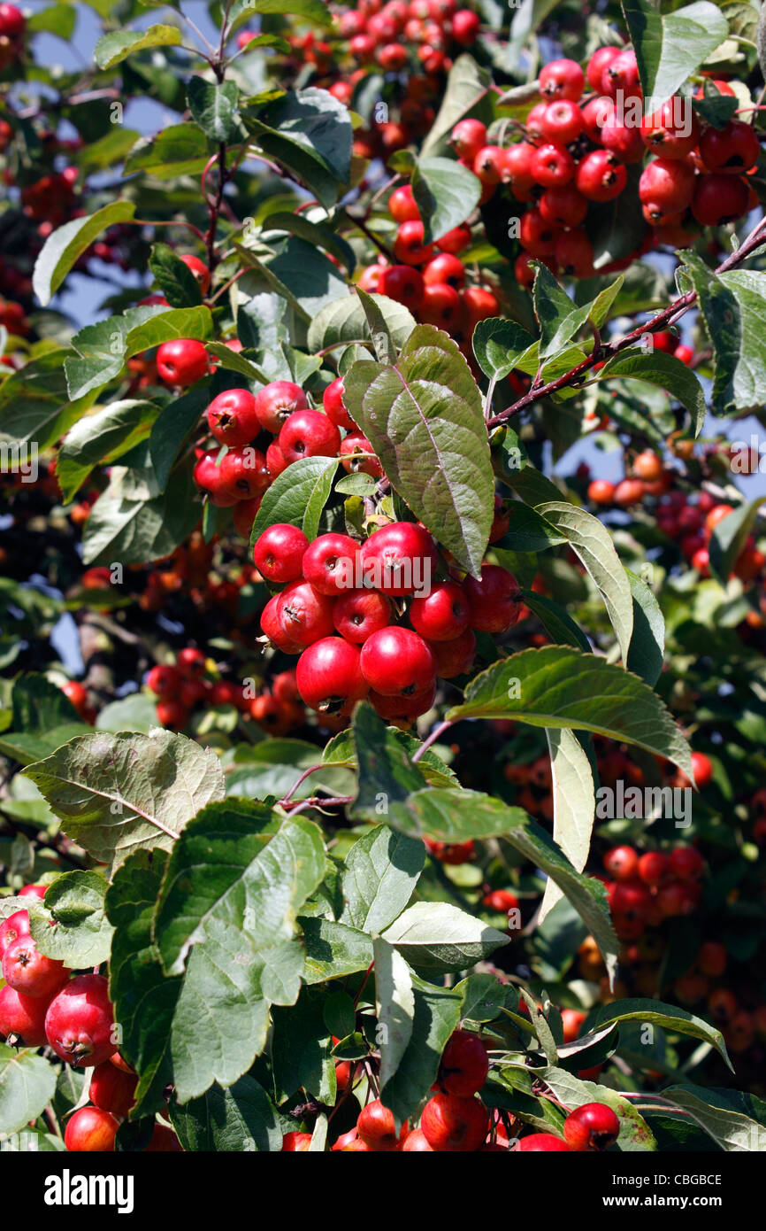 Crab apples evereste hires stock photography and images Alamy