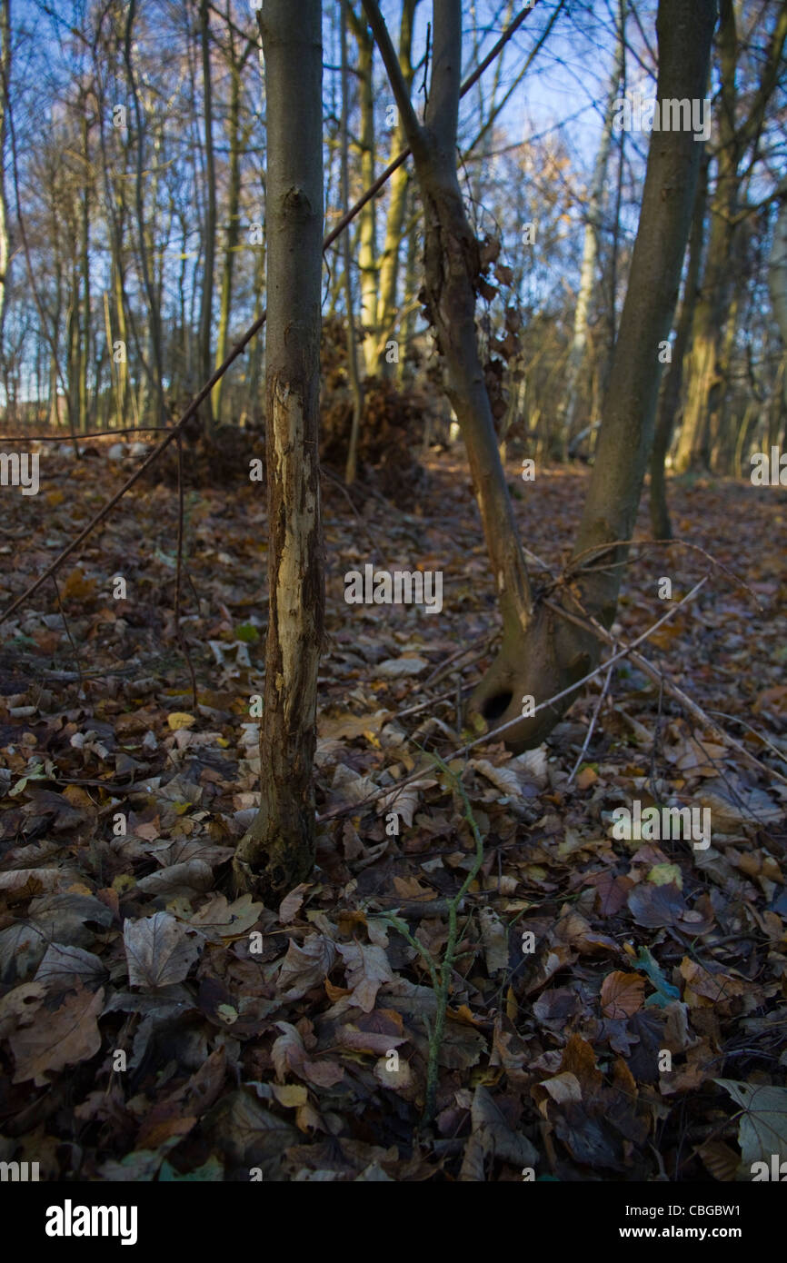 A sapling damaged by Muntjac deer chewing the bark at Knettishall Heath in Suffolk, England Stock Photo