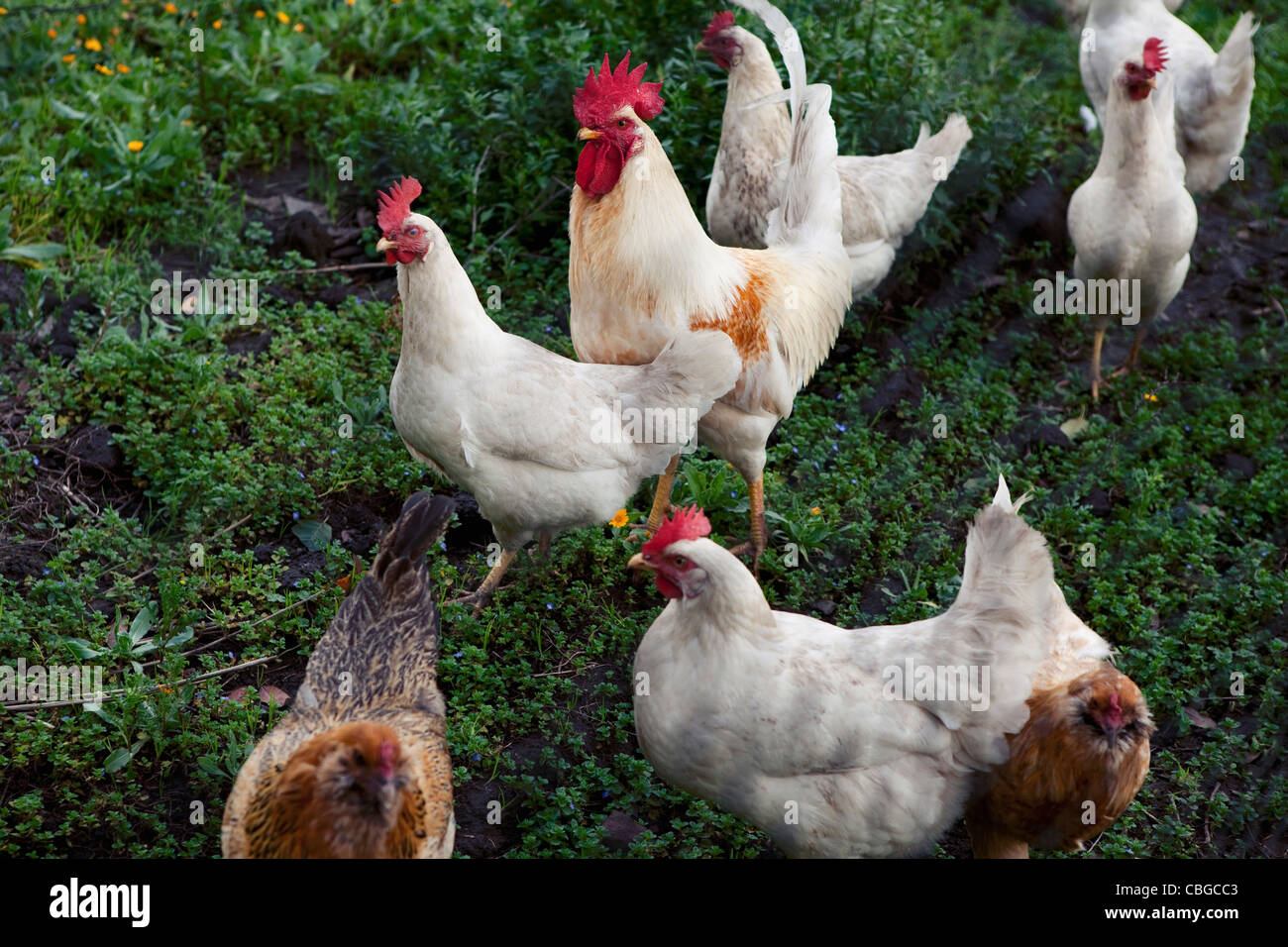 Free range chickens Stock Photo