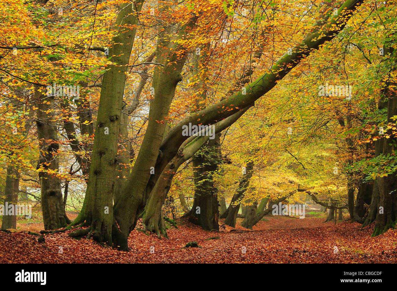 Beech trees in Lady's Walk, Ashridge; Forest, UK Autumn Stock Photo