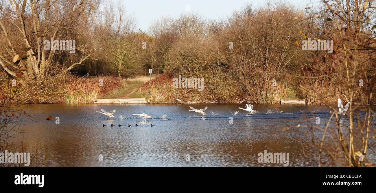 Swans taking off from lake Milton Stock Photo