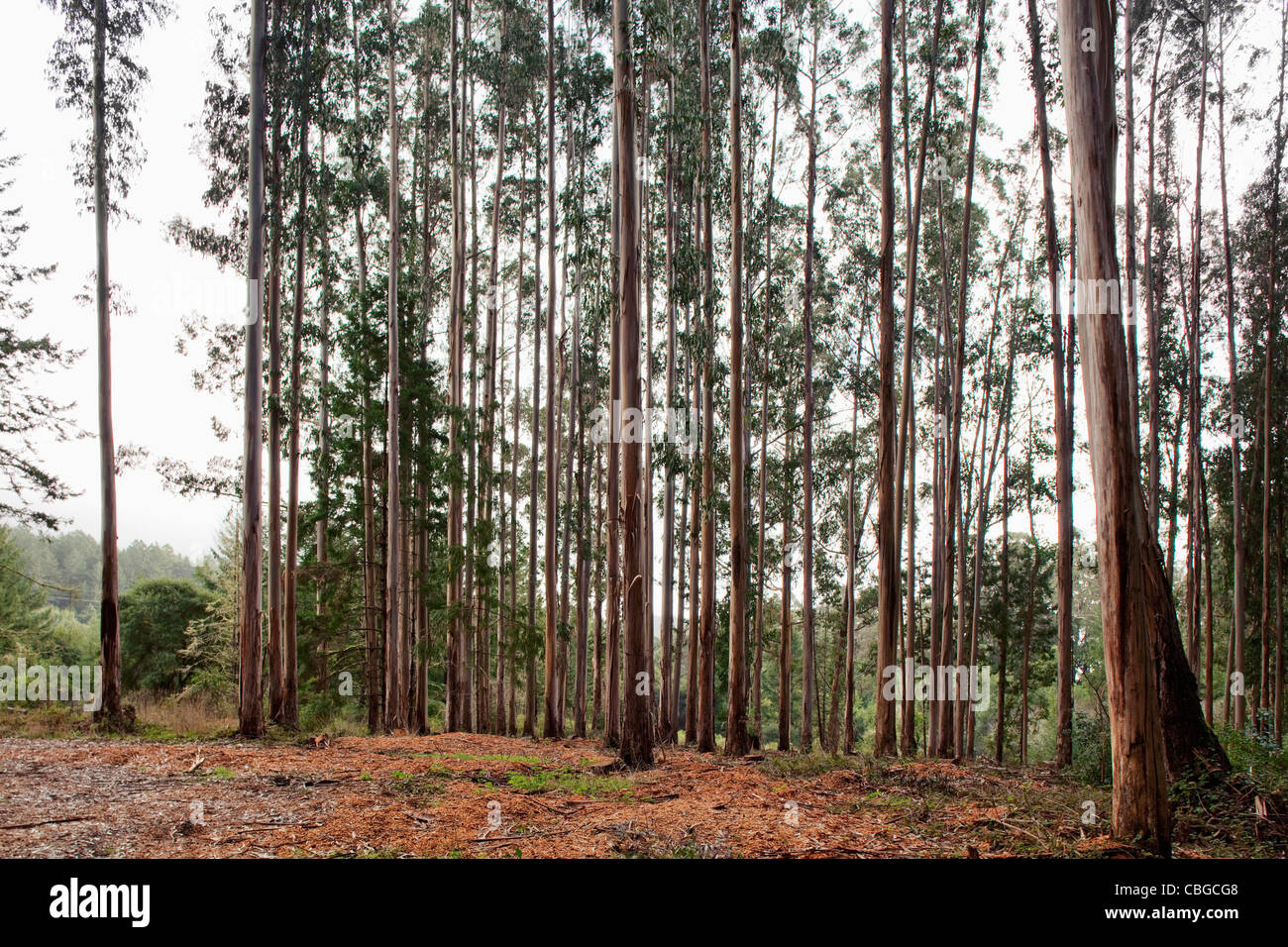 Row of tall trees in marin hi-res stock photography and images - Alamy