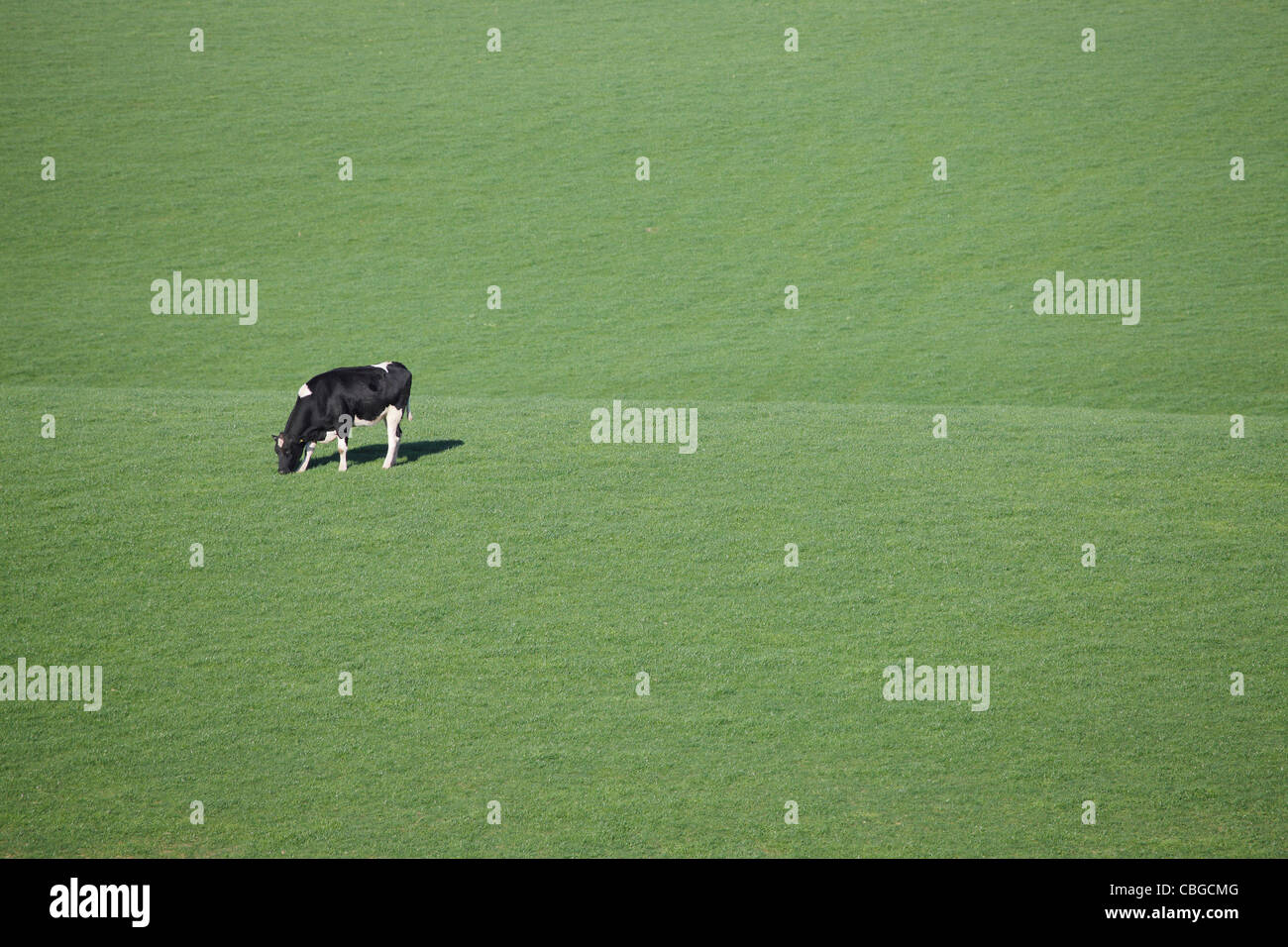 Cow grazing on a green grass background near Lazonby, Penrith, Eden Valley, Cumbria, England UK Stock Photo