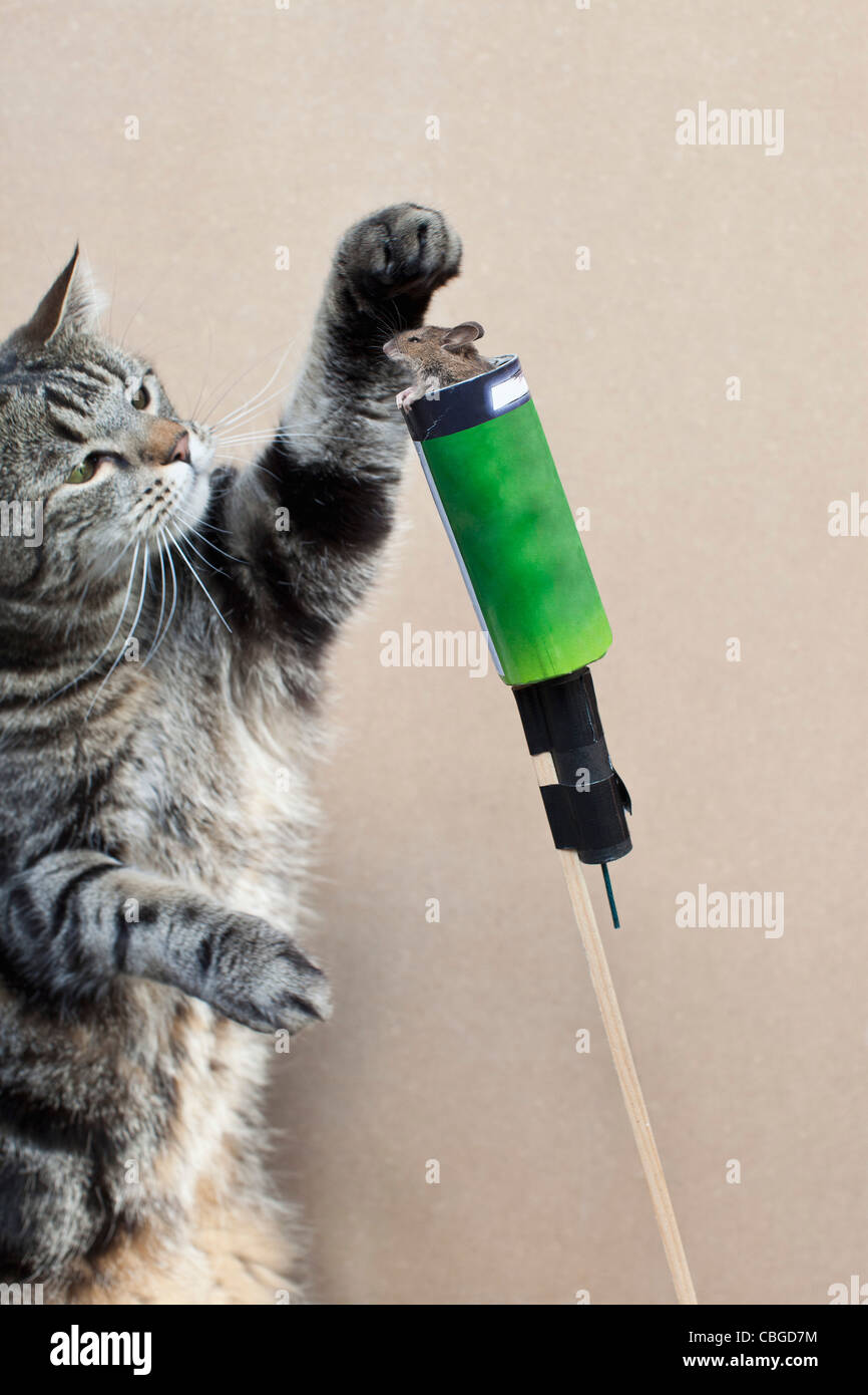 Cat prepares mouse for rocket launch Stock Photo
