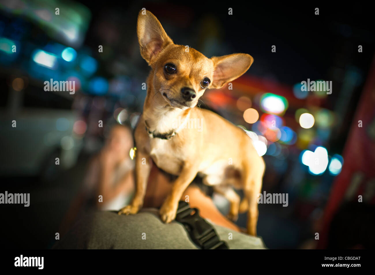 Dog standing in the shoulders of it´s owner Stock Photo Alamy