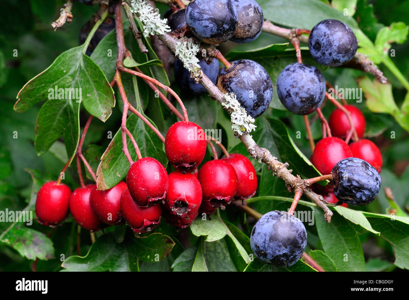 Black and red Autumn fruits from the hedgerow.UK Stock Photo