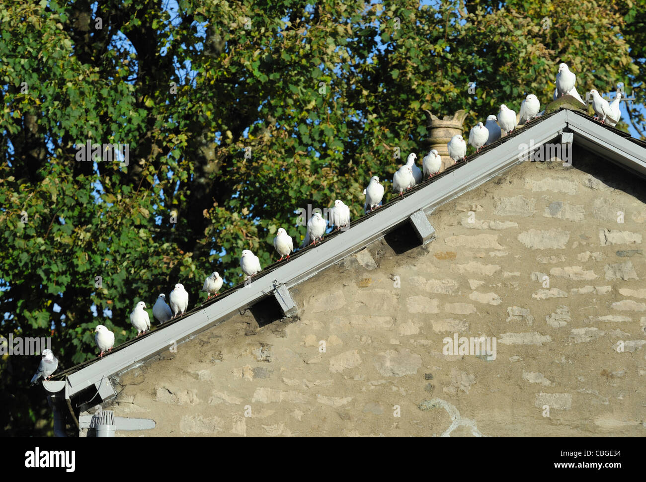 Doves, house and trees. The Coach House, Beast Banks, Kendal, Cumbria