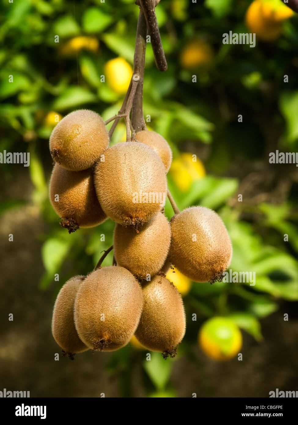 Ripe Kiwi fruit Stock Photo
