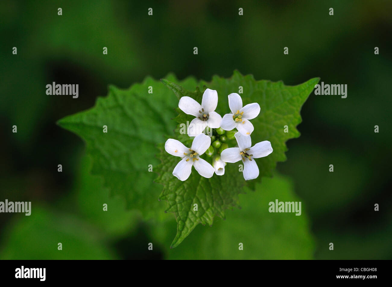 Garlic mustard in flower. Dorset, UK April 2011 Stock Photo Alamy
