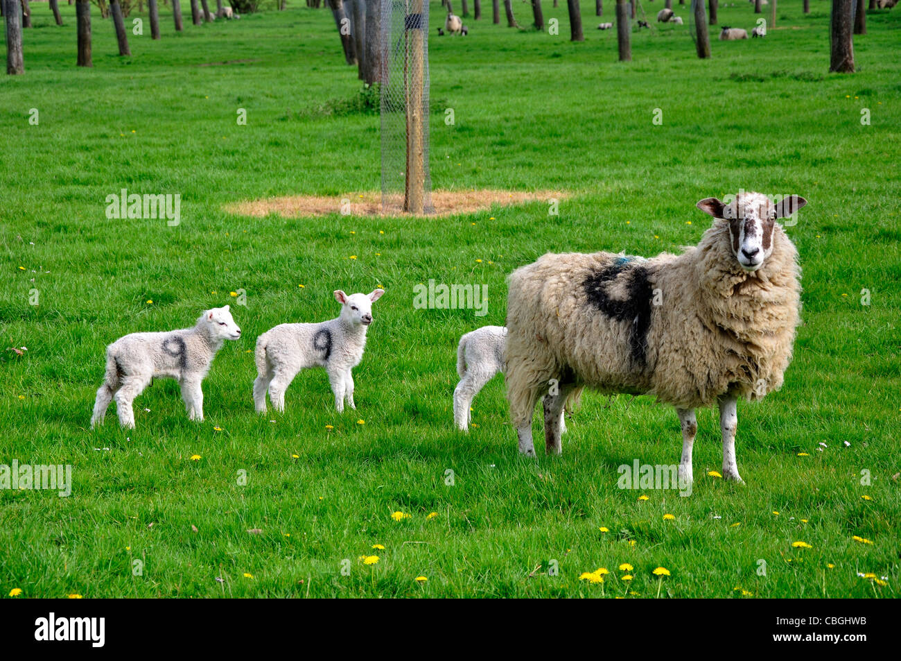 Sheep and lambs in a Somerset cider orchard. March 2011, UK Stock Photo