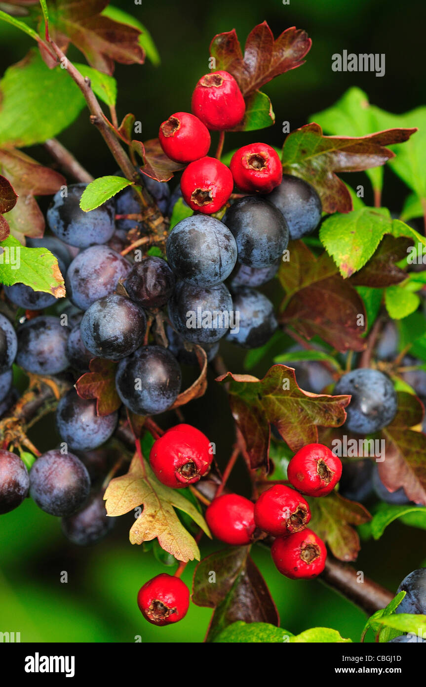 Sloe and hawthorn berries the Autumn hedgerow harvest UK Stock Photo