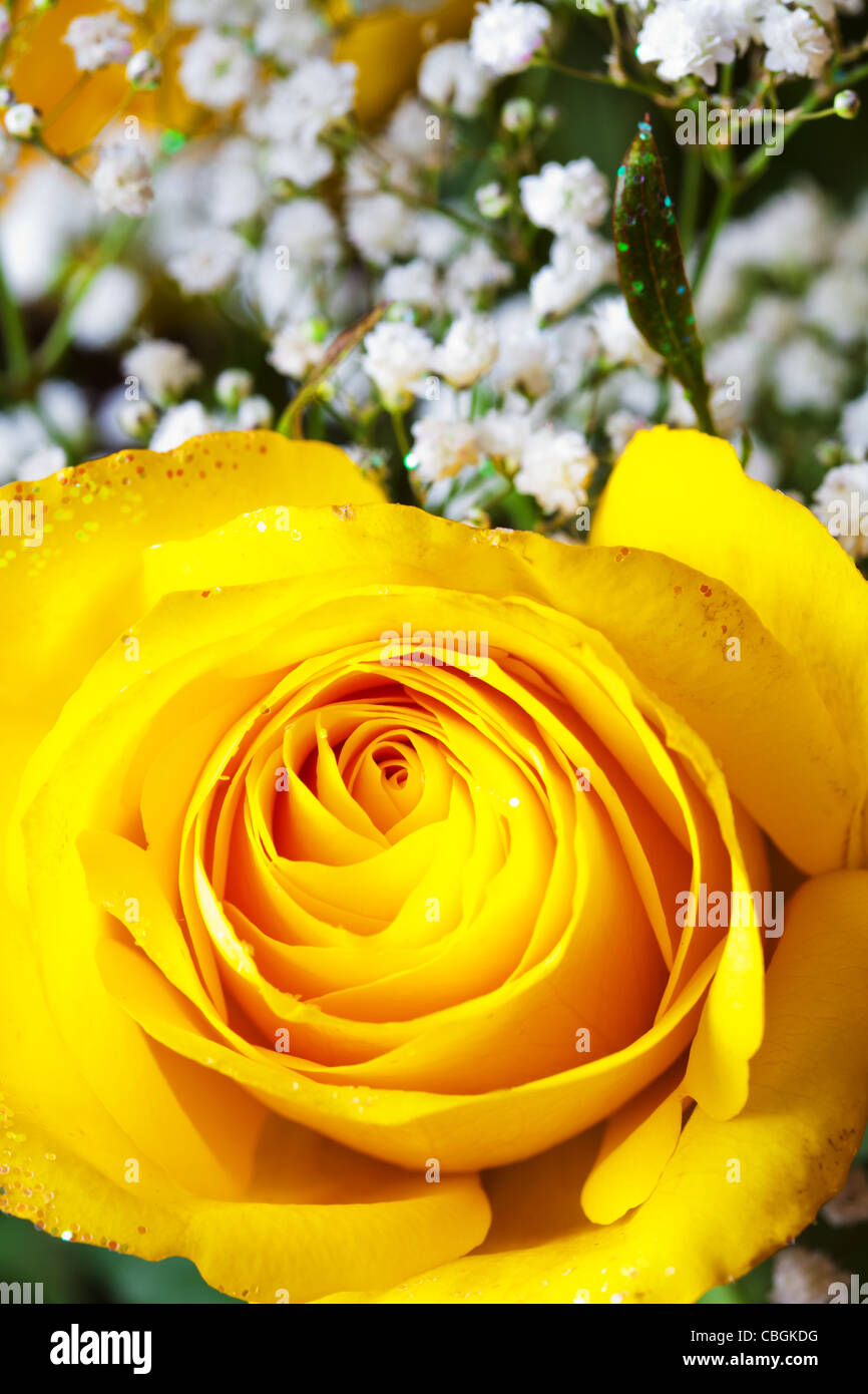 Portrait yellow rose hi-res stock photography and images - Alamy