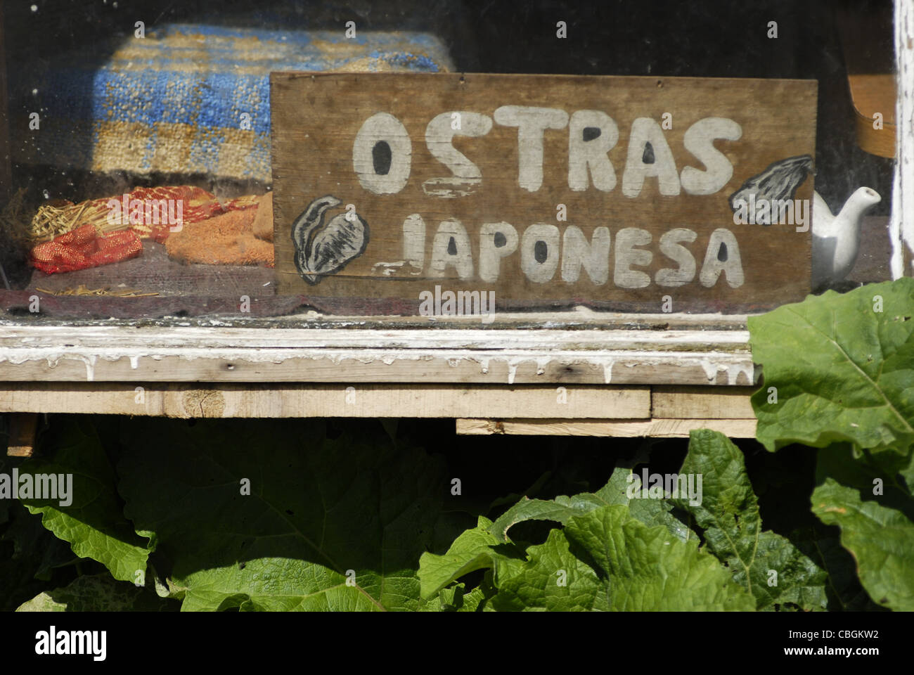Sale of japanese oysters at Curaco de Velez, Quinchao Island, Chiloe, Lake's District, Chile Stock Photo