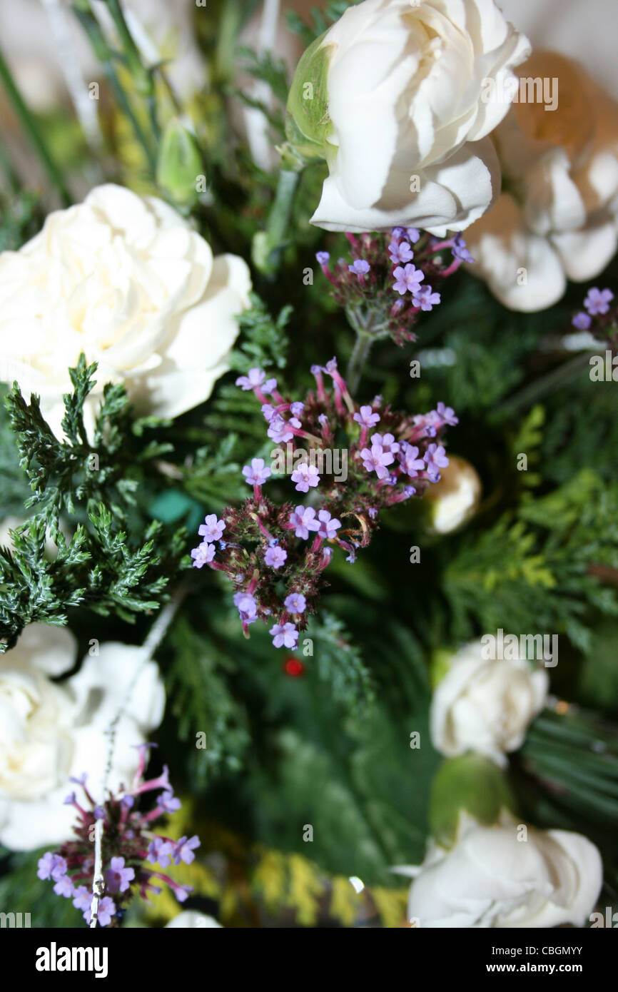 White purple hi-res stock photography and images - Alamy