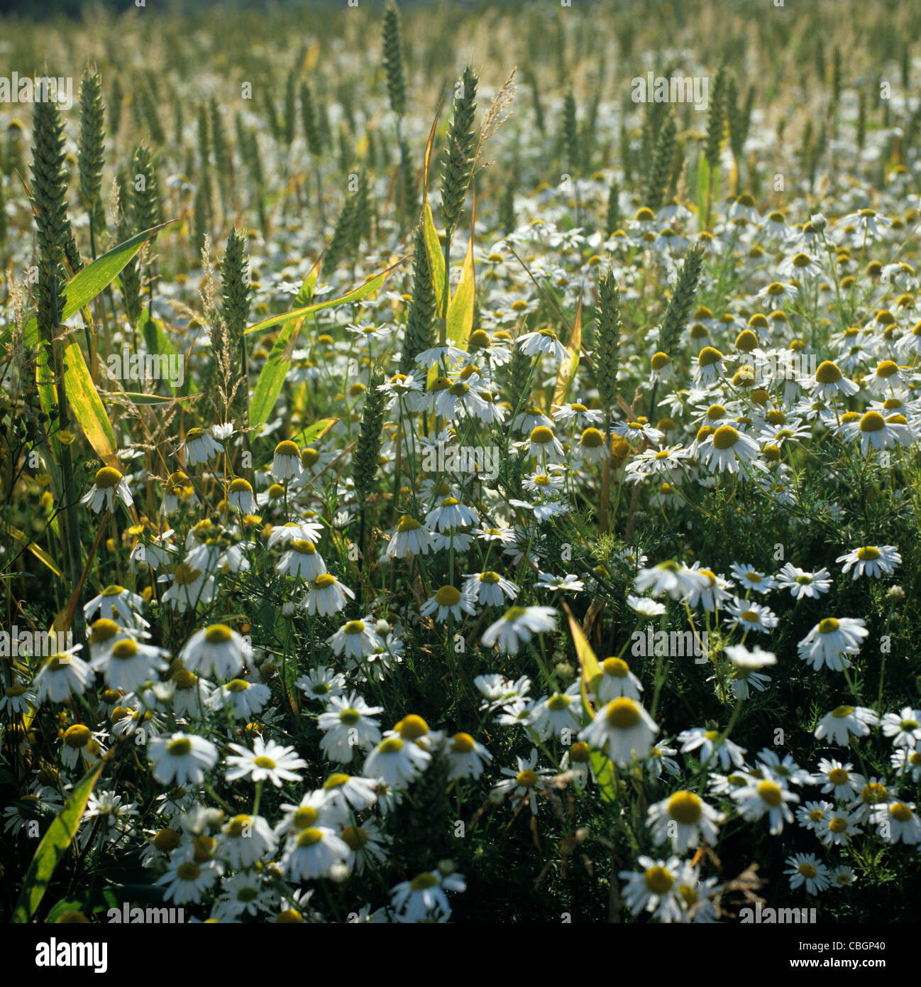 Scented mayweed (Matricaria chamomilla) flowering in a field of sparse wheat in ear Stock Photo