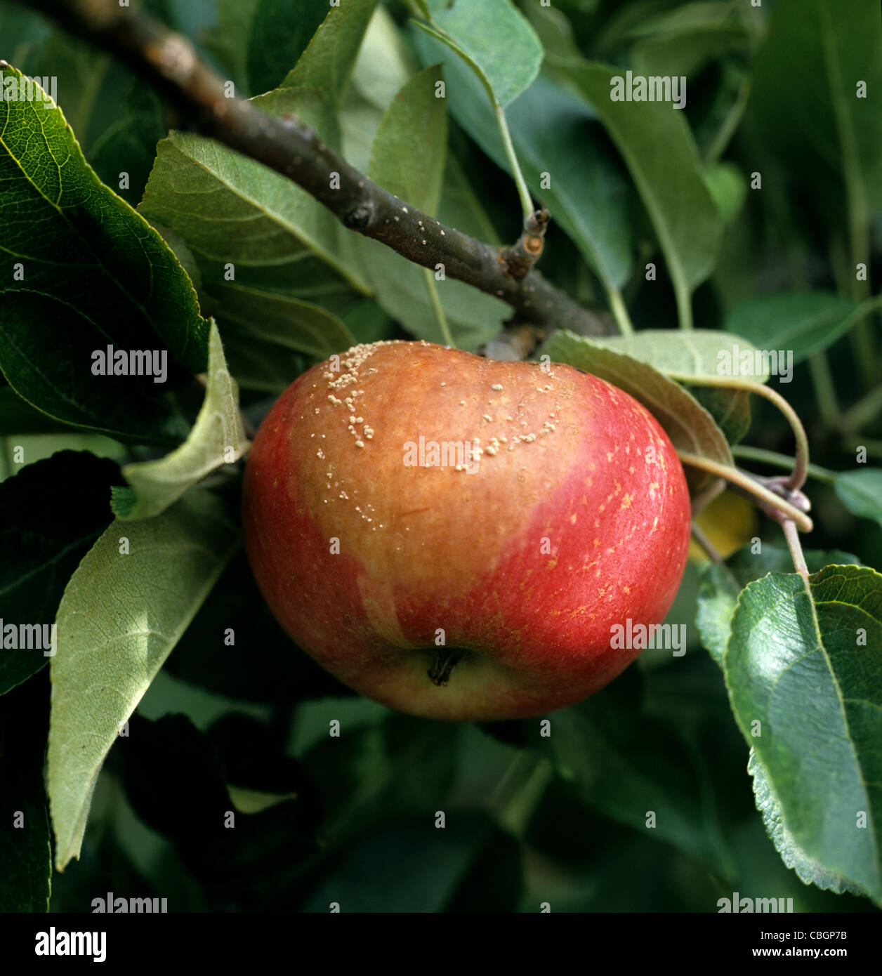 Early brown rot (Sclerotinia fructigena) development on ripe Discovery apple on the tree Stock Photo