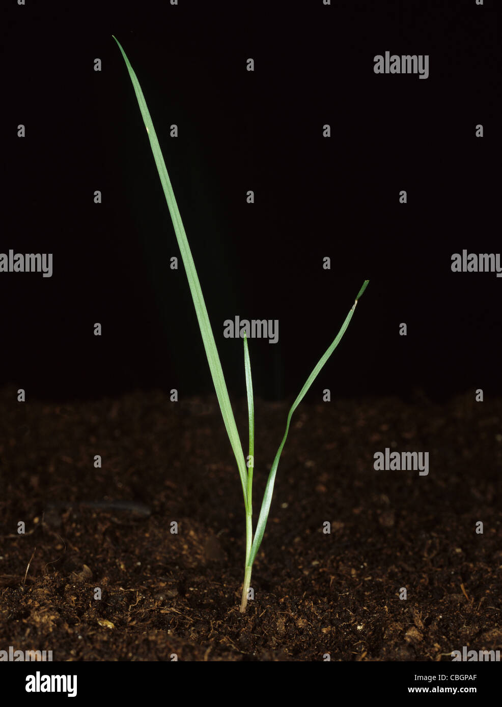 Italian ryegrass (Lolium multiflorum) seedling plant Stock Photo