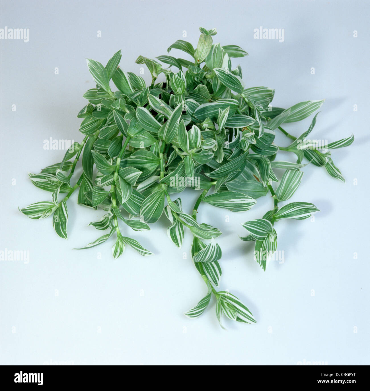 Spiderwort (Tradescantia fluminensis) houseplant Stock Photo