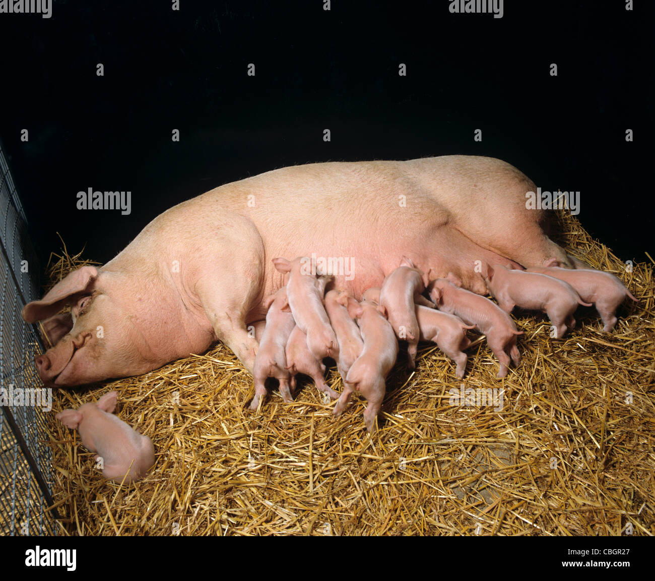 Large white sow with four day old piglets suckling Stock Photo