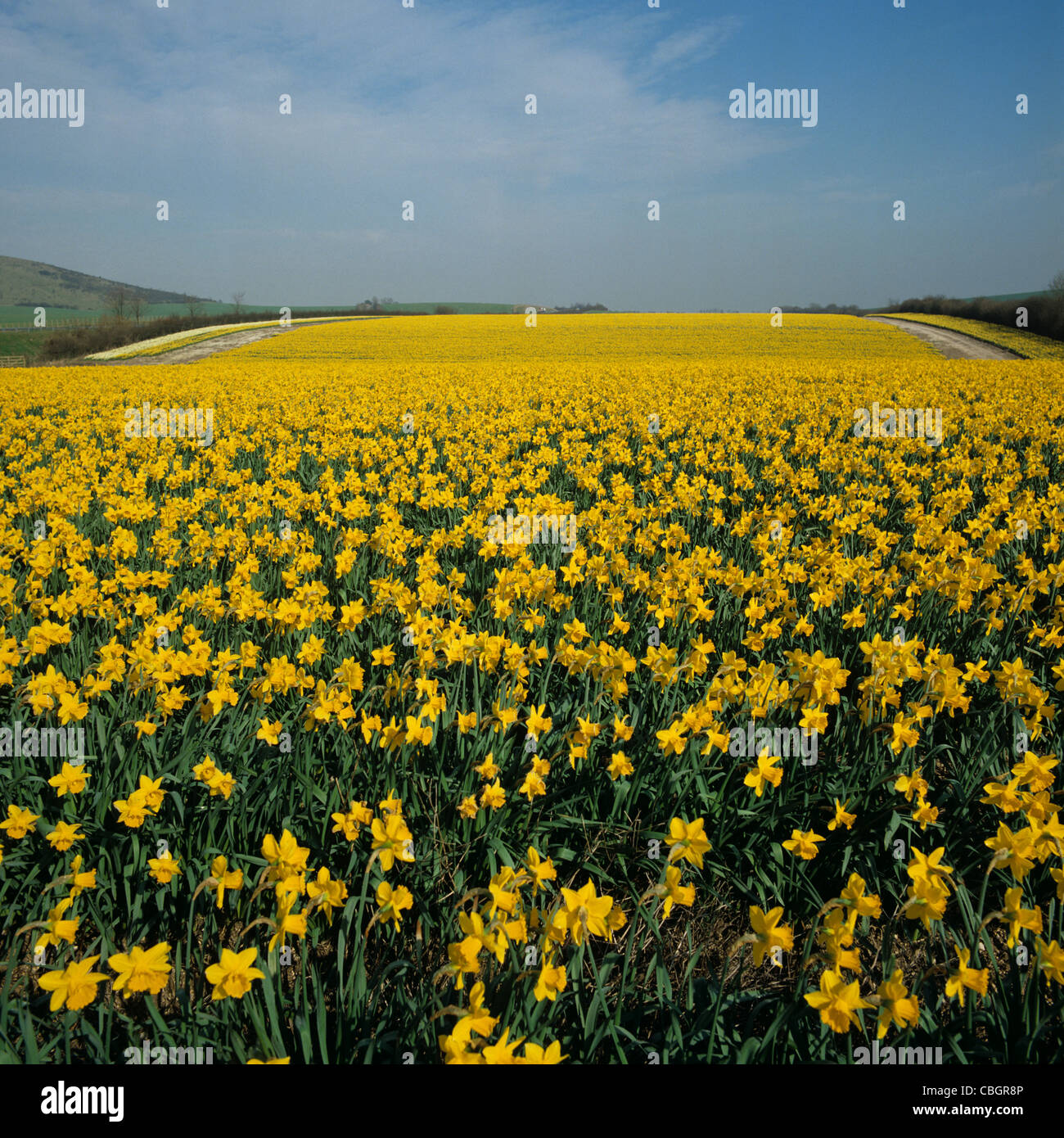 Flowering crop of daffodils, Hampshire, March Stock Photo