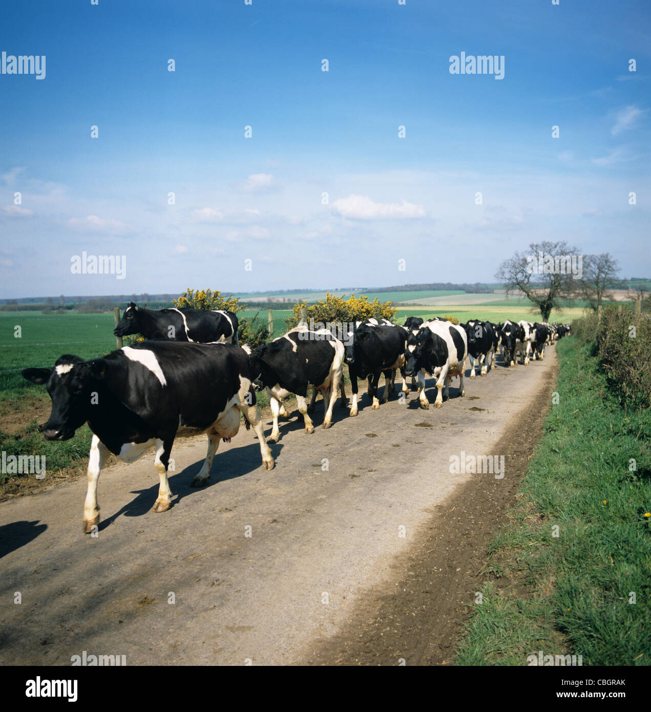 Holstein Friesian cows walking down country road to milking Stock Photo