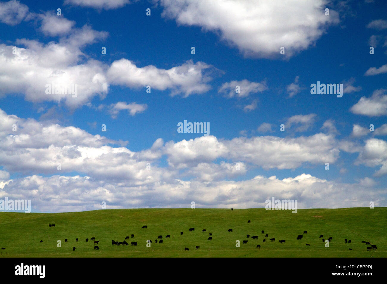 Cattle graze on farmland in Elmore County, Idaho, USA. Stock Photo