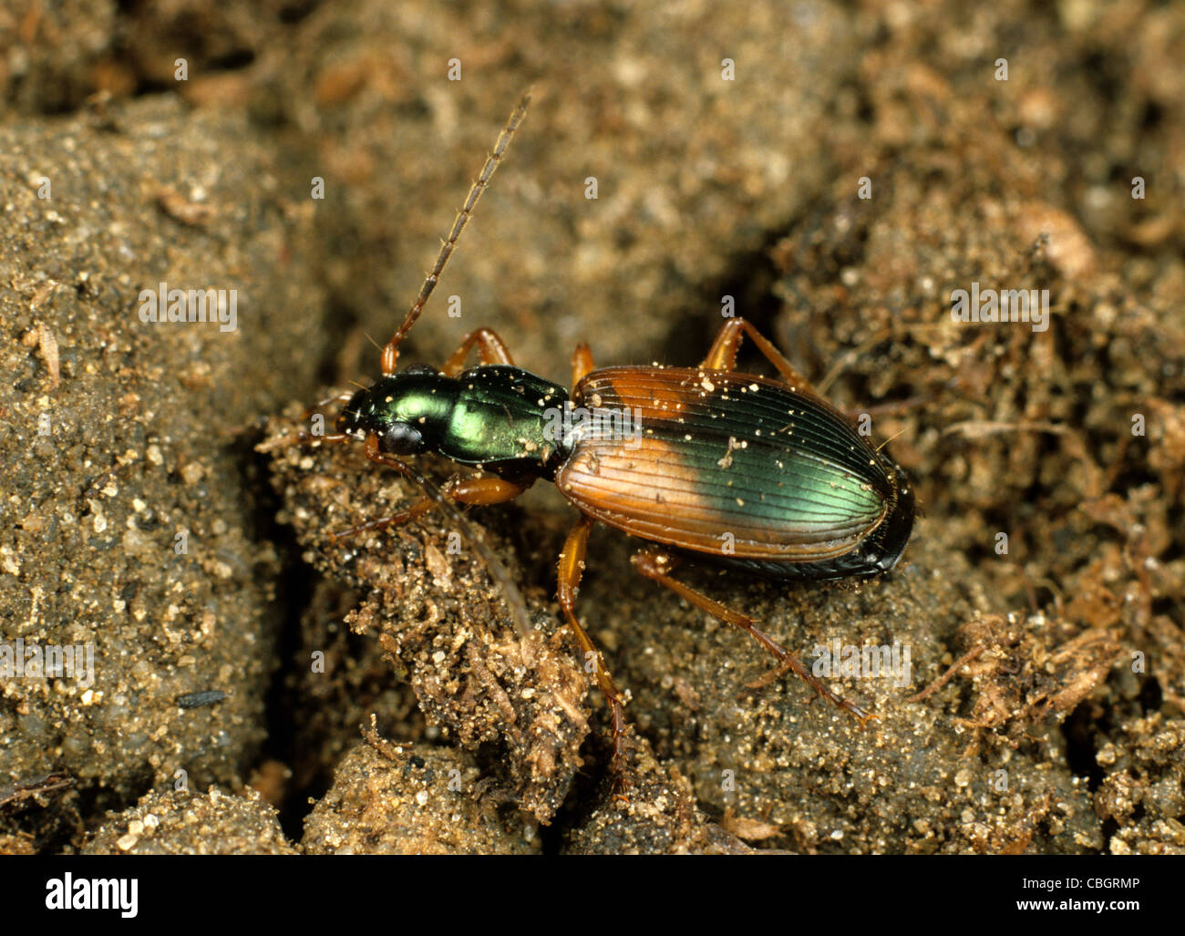 A predatory ground beetle (Agonum dorsale) soil active predator Stock Photo