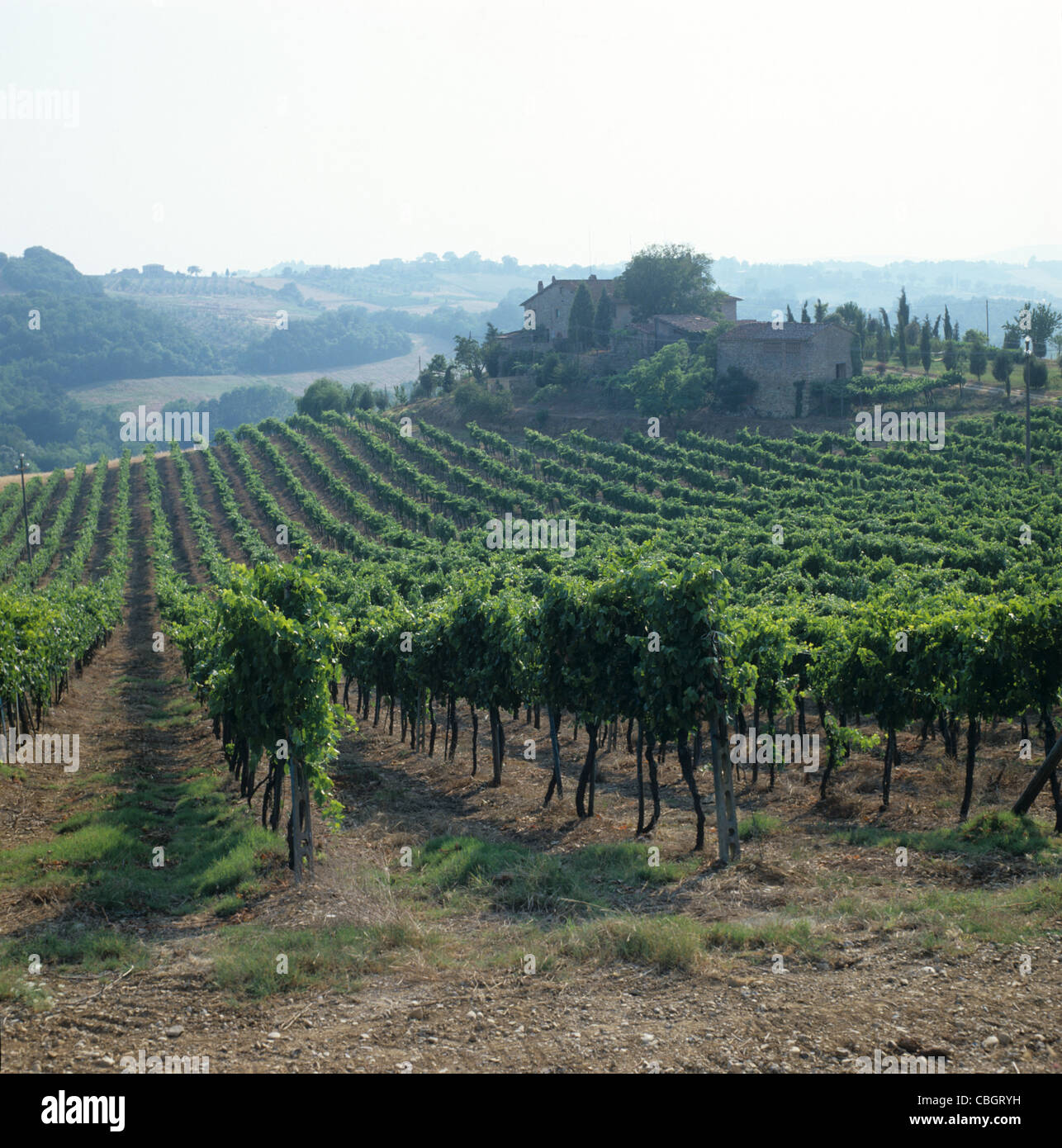 A Chianti vineyard near Sienna, Tuscany, Italy Stock Photo