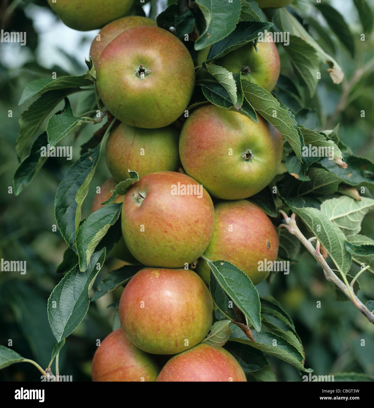 Apples Cox (EMLA clone) ripe fruit on the tree Stock Photo