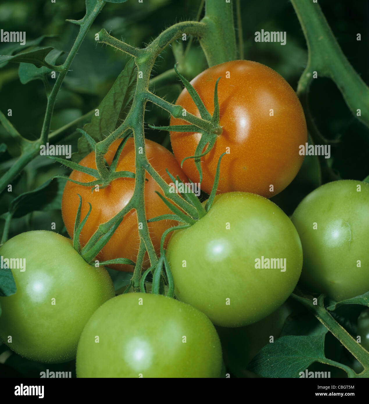 Glasshouse grown commercial tomatoes ripening on the truss Stock Photo