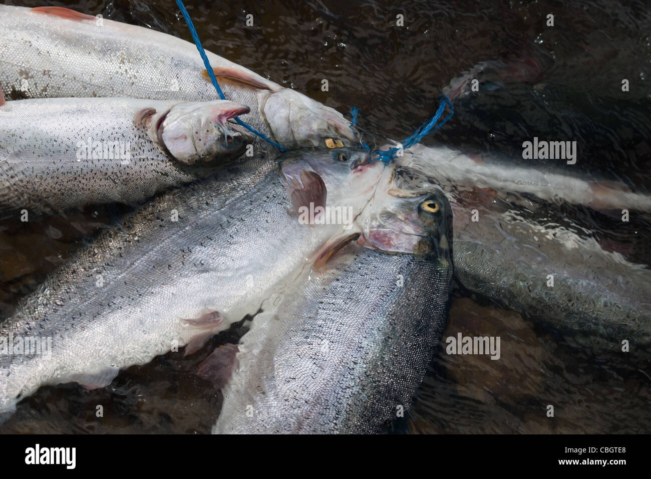 Fresh catch trout on the string Stock Photo - Alamy