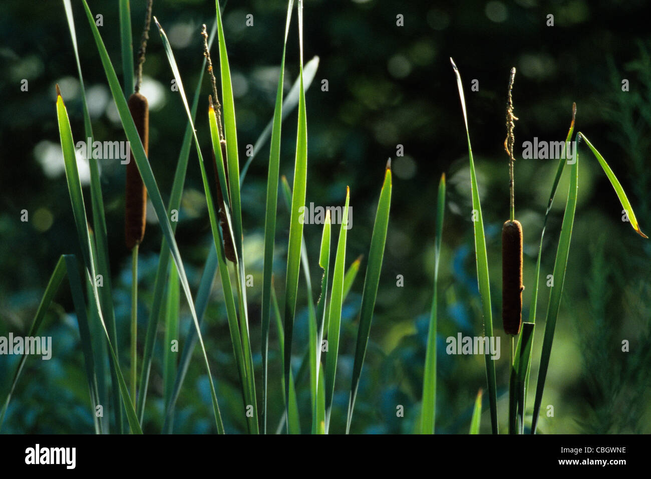 Cat Tails growing at the edge of the nature pond in Edwin Warner Park, Nashville TN Stock Photo