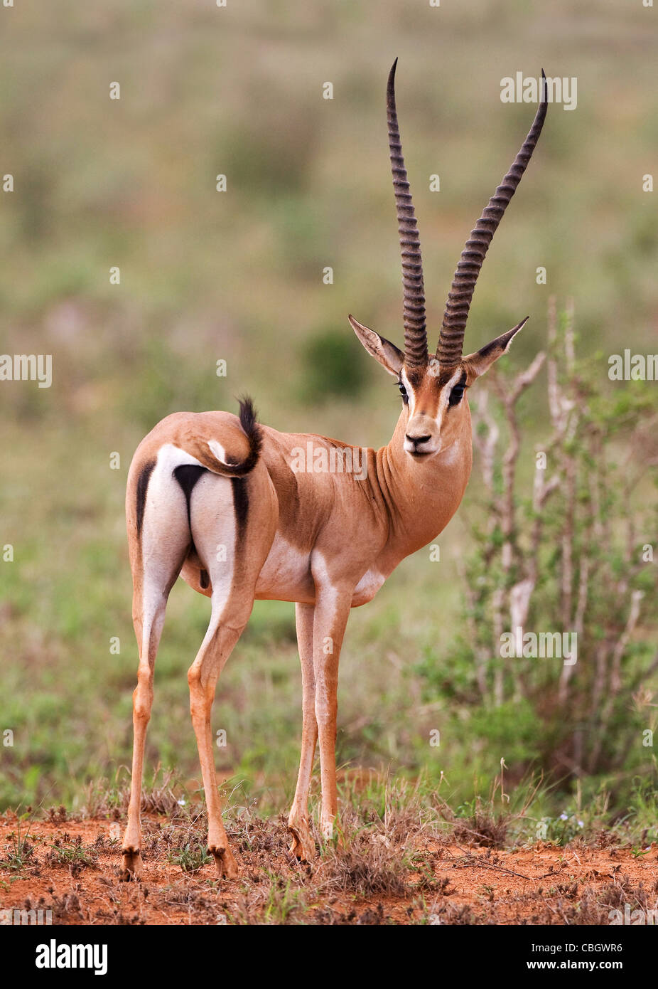 Fine male Grant's Gazelle Nanger granti showing head on and rear view and elegant lyre shaped horns at Tsavo East reserve Kenya Stock Photo