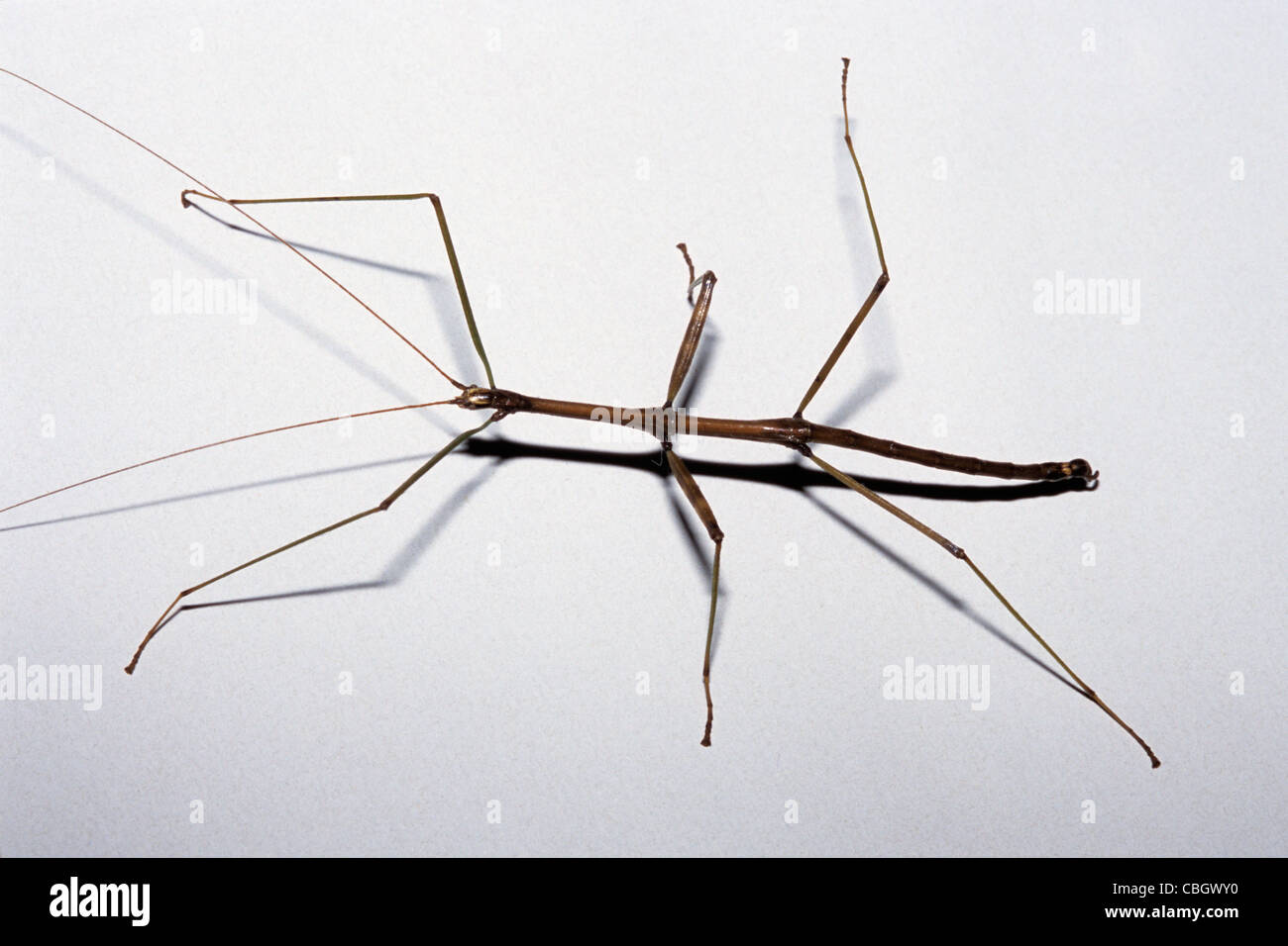 Stick Bug, aka Walking Stick (Family Phasmatidae, exact species Stock