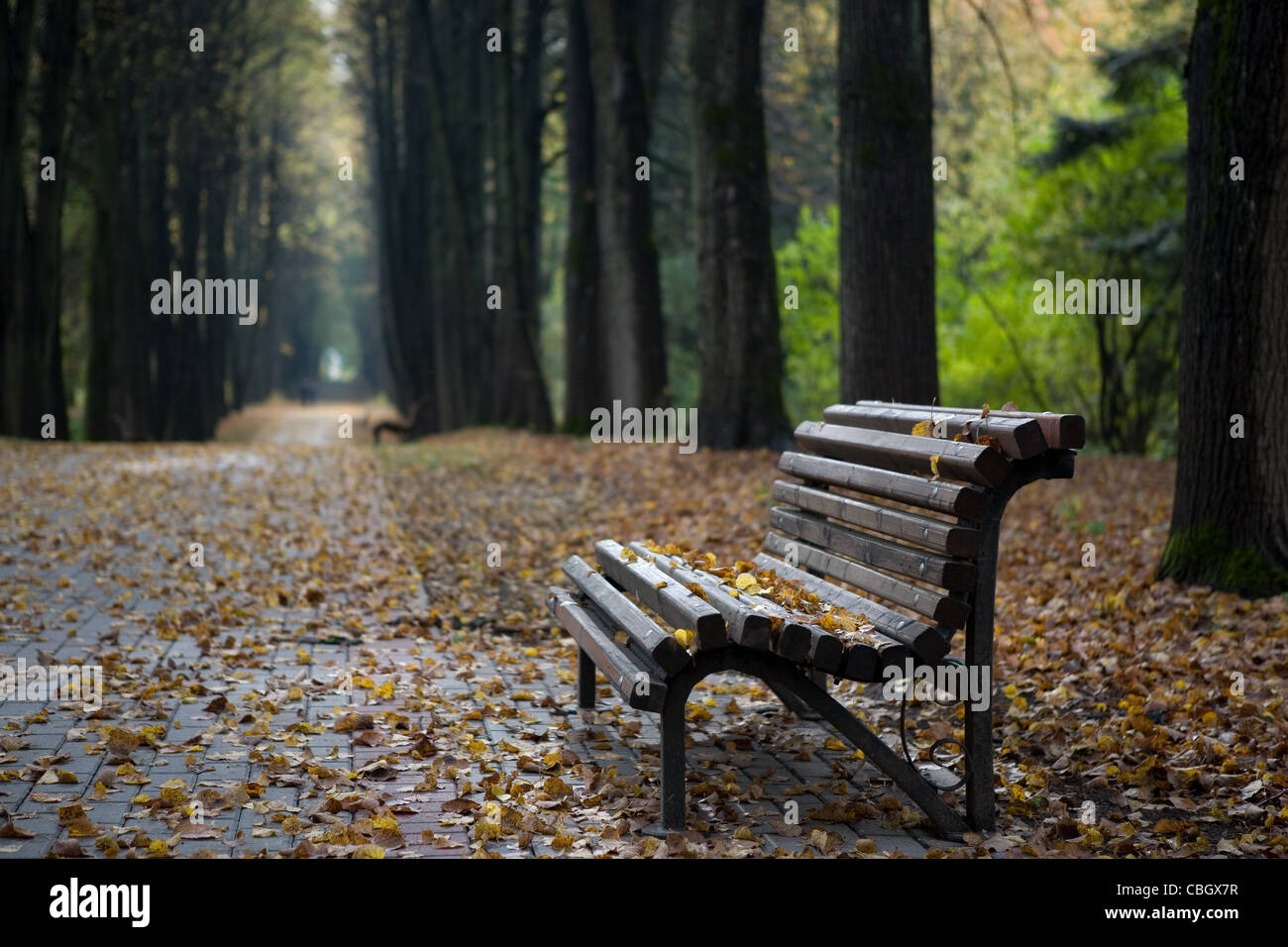 Lonely wooden bench in autumn park under leaves Stock Photo