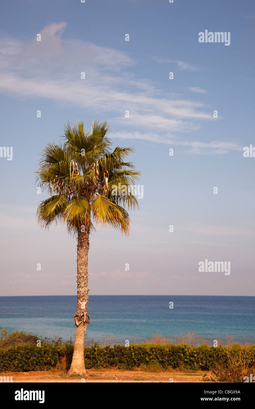 Generic tropical palm tree with ocean in the background. Protarus, Cyprus. Stock Photo