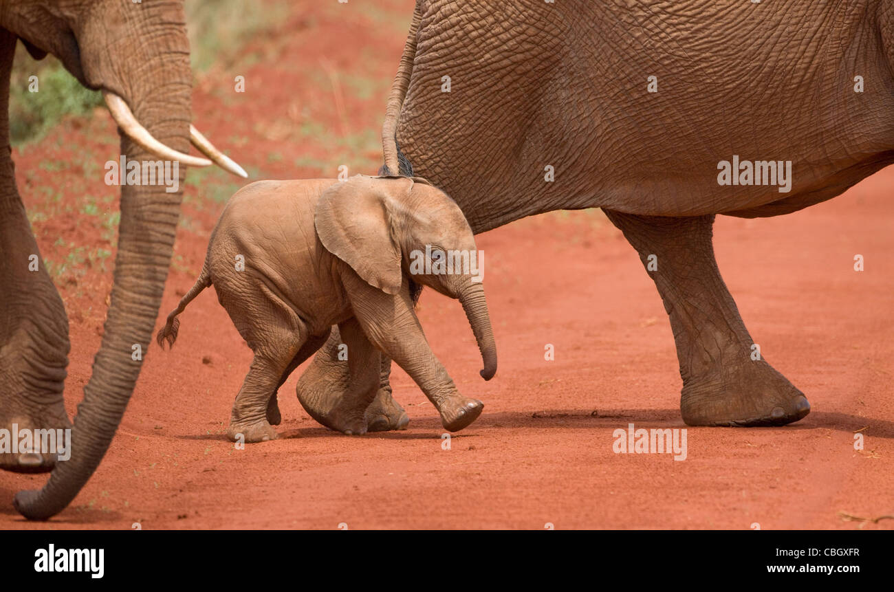 Baby African Elephant Loxodonta africanus running with the herd across a dirt road in Tsavo National Park Kenya Stock Photo
