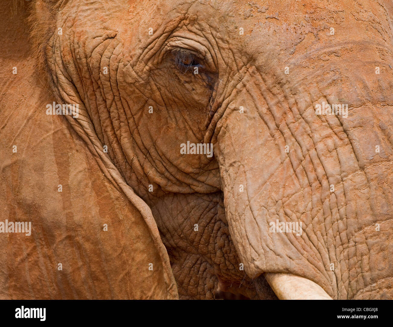 Detail of the head of an African bull Elephant Loxodonta africanus in Tsavo national park Kenya Stock Photo