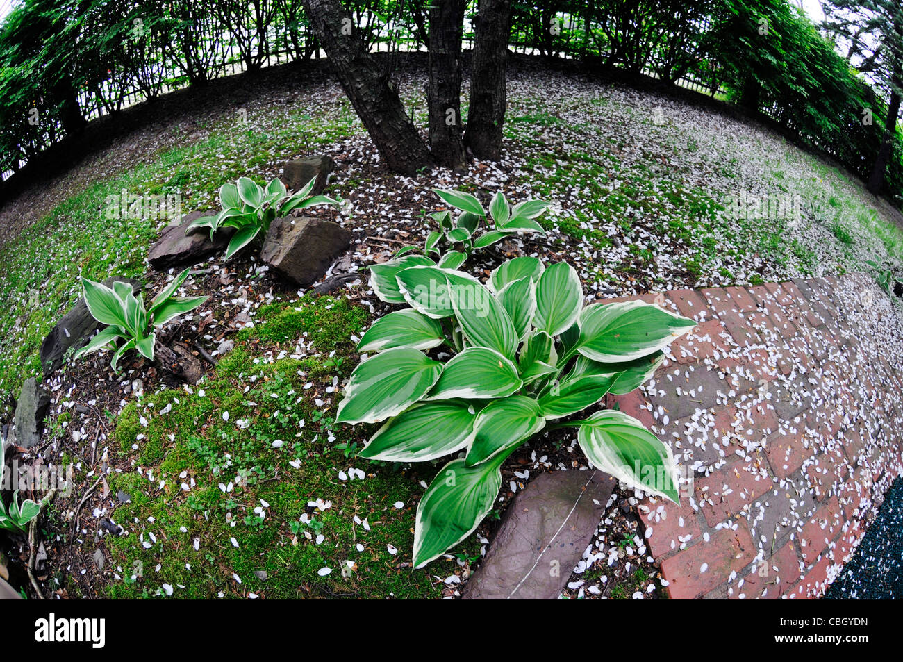 Hosta Patriot growing in  backyard, Philadelphia ,USA Stock Photo
